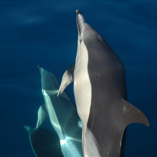delfini